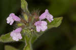 Wild basil 